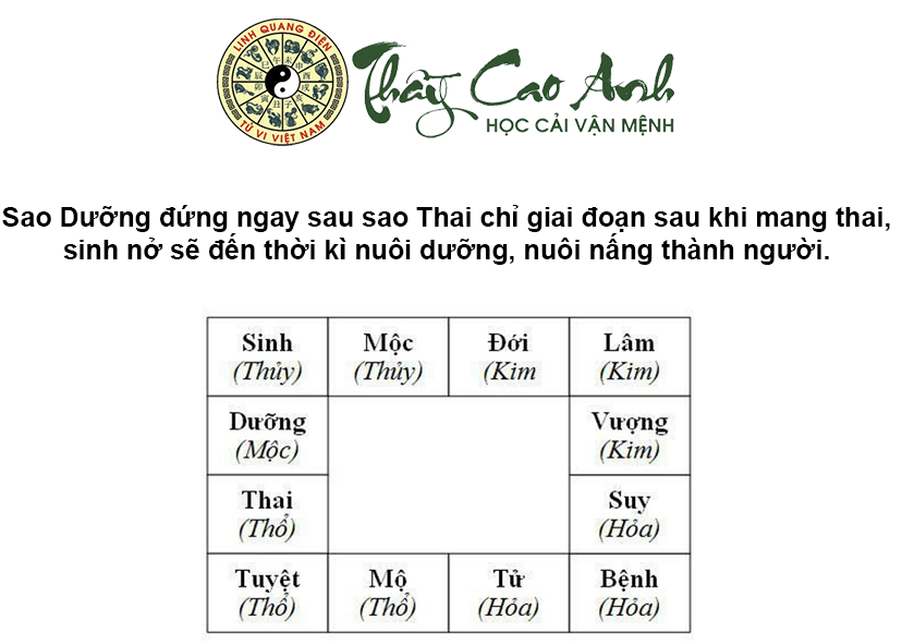 Luận giải ý nghĩa sao Dưỡng trong lá số tử vi